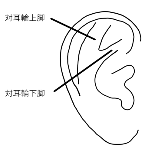 耳介説明図